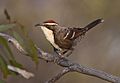 Chestnut-crowned Babbler.jpg