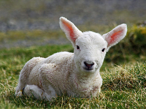 Cheviot lamb on the Isle of Lewis