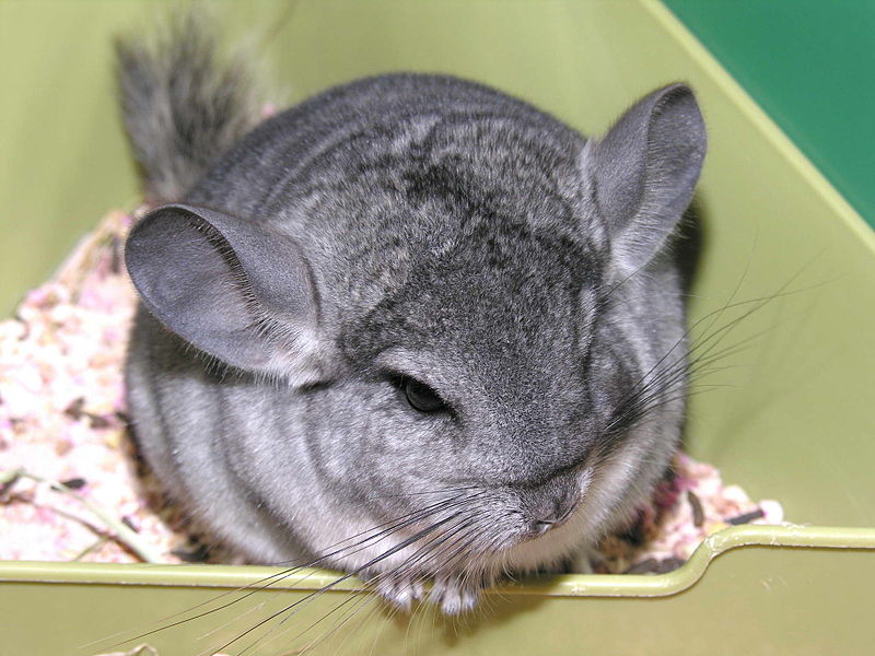 File:Chinchilla lanigera 12.jpg