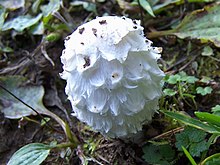 Chlorophyllum rachodes a2 (1).jpg