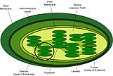 Simplified structure of a chloroplast Chloroplast-new.jpg