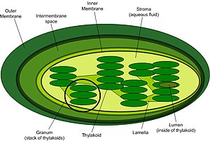Chloroplast - Simple English Wikipedia, the free encyclopedia