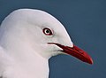 Chroicocephalus scopulinus -Picton, Marlborough, New Zealand -upper body-8.jpg