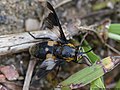 Chrysops caecutiens (Linnaeus, 1758)