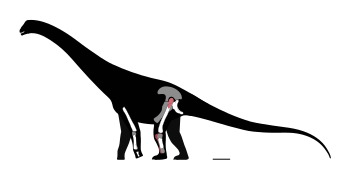 Chucarosaurus Skeletal.svg