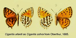 Cigaritis allardi