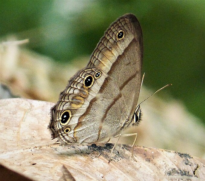 File:Cissia pompilia Plain Satyr poss (41087950450).jpg