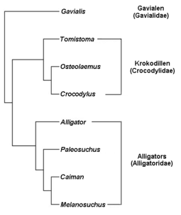 Gavialidae, Crocodylidae and Alligatoridae are clade names that are here applied to a phylogenetic tree of crocodylians. Cladogram Crocodilia NL.PNG