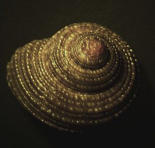 <i>Clanculus scotti</i> species of mollusc