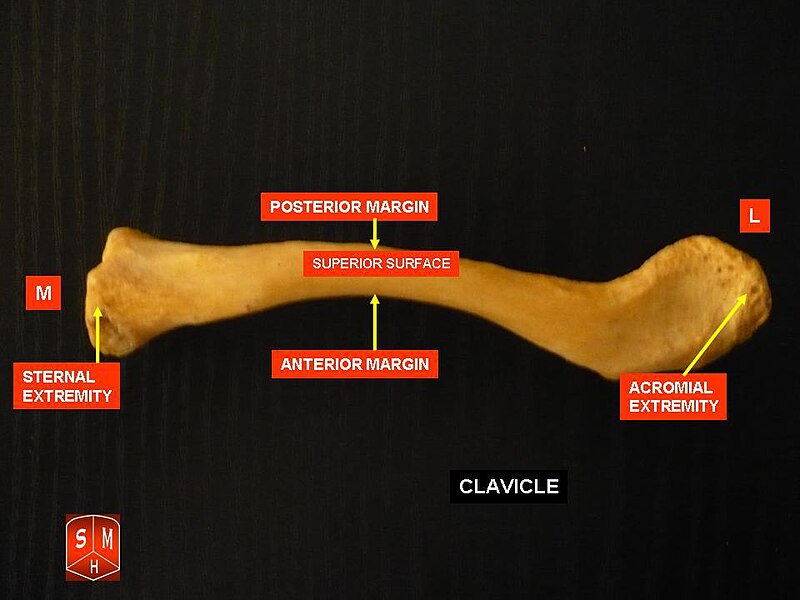 File:Clavicle photo.jpg