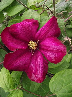 Description de l'image Clematis ville de lyon.JPG.