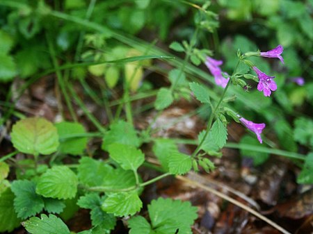 Clinopodium grandiflorum