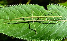 Clitarchus hookeri 61341021.jpg