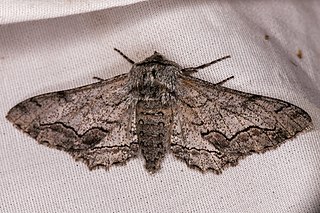 <i>Cochisea sinuaria</i> Species of moth