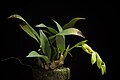 Coelogyne taronensis with buds