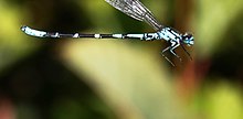 Coenagrion interrogatum 51747194.jpg