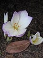 Colchicum speciosum var. bornmuelleri