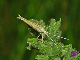 Coleophora ornatipennella