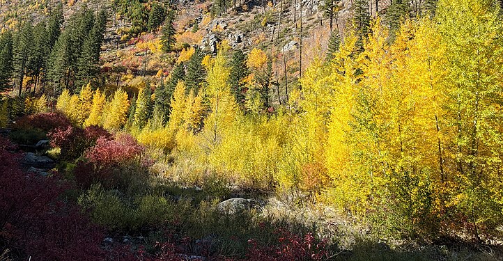 Colorful foliage at Tumwater Canyon