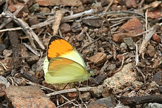 <i>Colotis auxo</i> species of insect