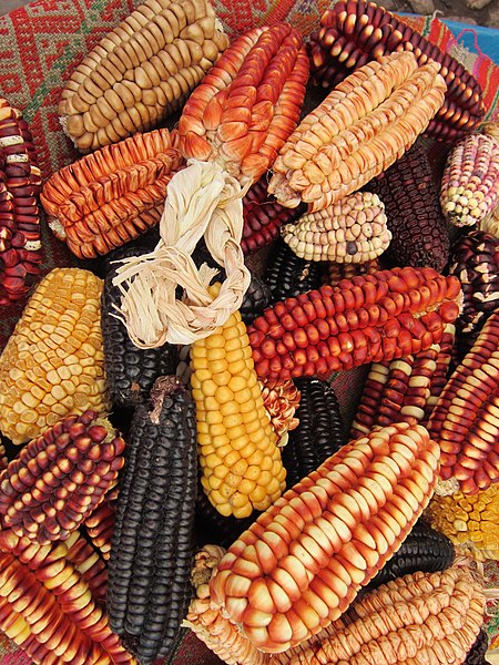 File:Colourful corn cobs (6235585777).jpg