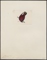 Columba vinacea - 1820-1860 - Print - Iconographia Zoologica - Special Collections University of Amsterdam - UBA01 IZ15600343.tif