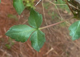 Commiphora schimperi