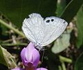 Erina hyacinthina, Candalides hyacinthina)