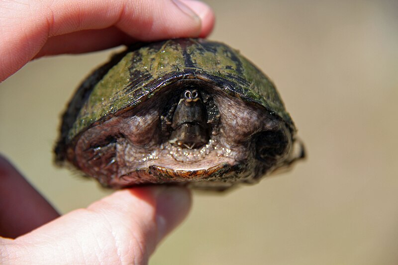 File:Common Musk Turtle (Sternotherus odoratus) - Flickr - GregTheBusker (1).jpg