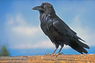 <span class="mw-page-title-main">Raven paradox</span> Paradox arising from the question of what constitutes evidence for a statement