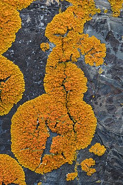 Common Sunburst Lichen (Xanthoria parietina)