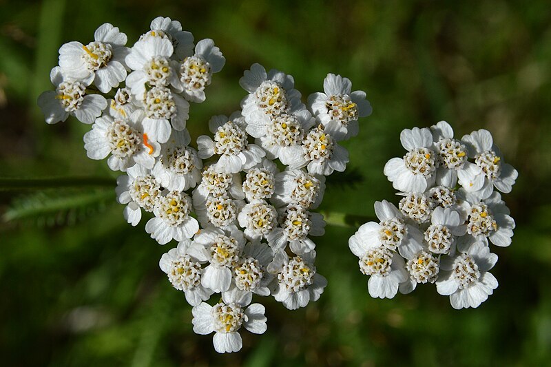 File:Common Yarrow (Achillea millefolium) - Oslo, Norway (02).jpg