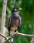 Miniatuur voor Bestand:Common myna Mumbai India.jpg