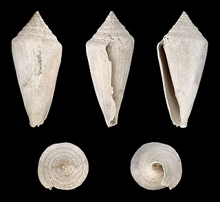 <i>Contraconus</i> Extinct genus of gastropods