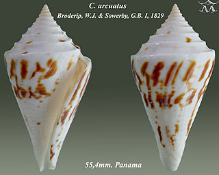 <i>Conasprella arcuata</i>