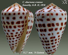 Conus eburneus crassus