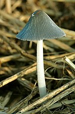 Tulemuse "Coprinopsis cinerea" pisipilt