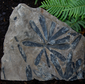 Fossilized foliage of the Carboniferous-Permian conifer relative Cordaites Cordaites fossil cropped.png