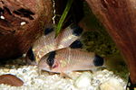 Corydoras panda2.JPG