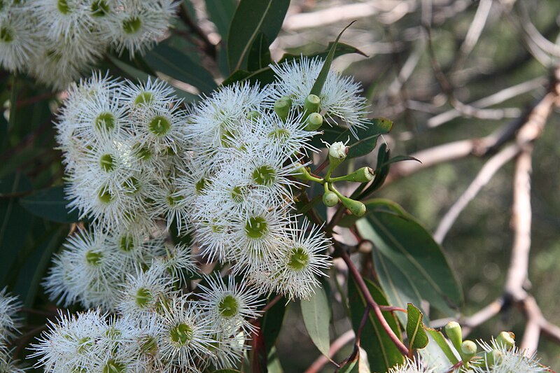 File:Corymbia gummifera (3).jpg