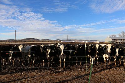 The Cow Farm, Trempealeau County