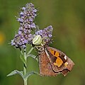 * Nomination Crab spider (Misumena ssp) with prey nettle tree butterfly (Libythea celtis), Bulgaria --Charlesjsharp 11:52, 9 August 2017 (UTC) * Promotion Good quality. Please fix the red linked category. --XRay 12:34, 9 August 2017 (UTC)