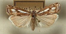 Crambus.alienellus.mounted.jpg