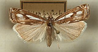 <i>Crambus alienellus</i> Species of moth