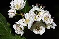 Crataegus douglasii