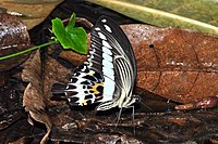 Papilio gigon ailes repliées (mâle)