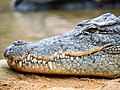 * Nomination Crocodile at Cologne Zoo --Ermell 06:40, 14 May 2021 (UTC) * Promotion  Support Good quality. --Charlesjsharp 14:40, 18 May 2021 (UTC)