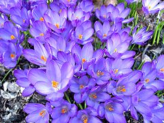 Grupo de Crocus em floração.