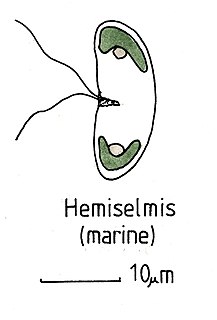 <i>Hemiselmis</i> Genus of single-celled organisms