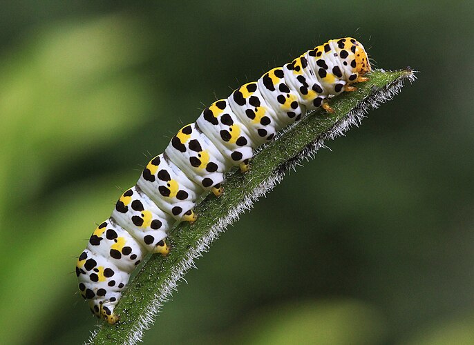 Гусеница капюшонницы обыкновенной (Shargacucullia scrophulariae)